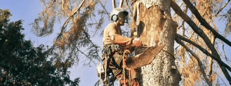 Travail d’un élagueur lors de l’abattage d’un arbre mort en toute sécurité.