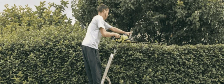 Taille de haies soignée pour un jardin impeccable.