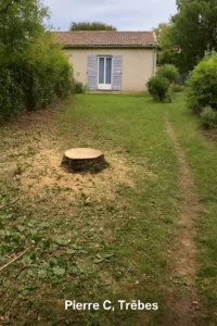 abattage d'un arbre a carcassonne