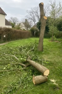 troncs et branches fraîchement abattus au sol à Nanterre - par Elagage Nanterre