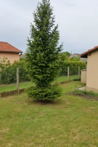 Entretien complet d’un sapin en propriété privée à Elagage Clermont-Ferrand