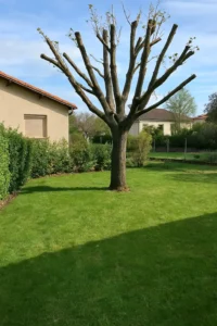 Taille sévère d’un arbre dans un jardin à Firminy