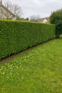 Taille de haies fait à Beure - Retour client - Elagage Besançon