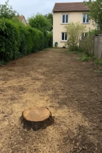 grosse souche coupée nette au sol, à Suresne- Elagage Nanterre