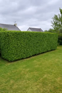 Travaux de taille de haies en jardin privé - Elagage Brest
