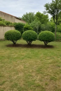 elagage de 3 arbustes a carcassonne. entreprise locale