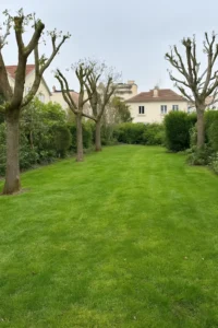 alignement d’arbres taillés, pelouse nette - service à la garenne-colombes par elagage nanterre