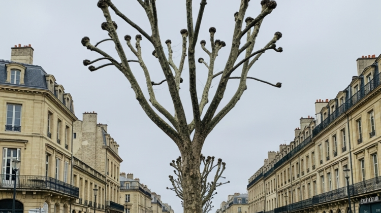 Après élagage - Elagage Aquitaine
