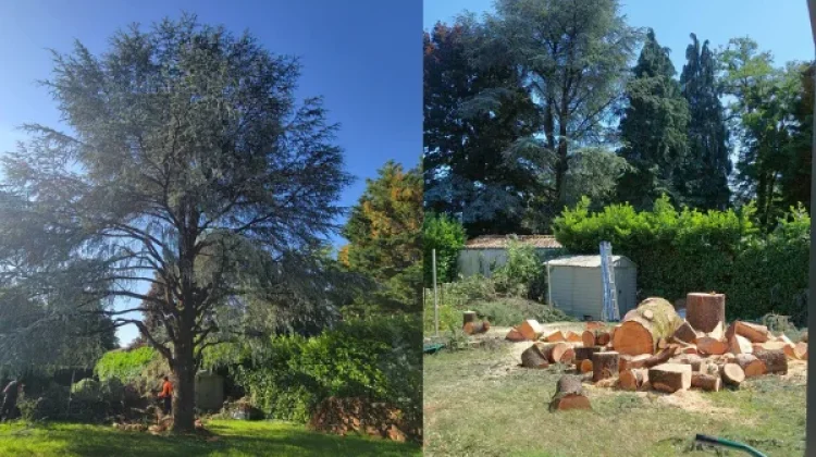 Abattage complet d’un arbre avec découpe des troncs en billots à Saint-Étienne