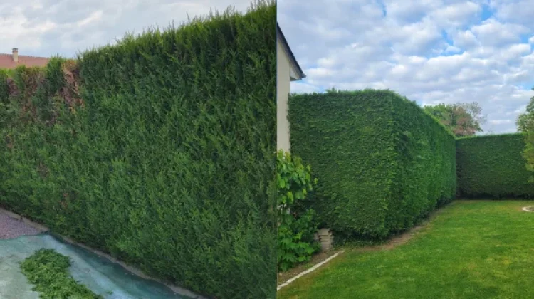 Taille de haie avant/après dans un jardin privé à Toulon