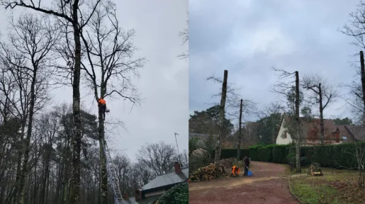 Élagage en hauteur dans un jardin boisé à Toulon