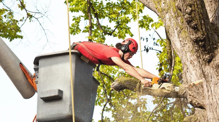 Elagage et Abattage (2)