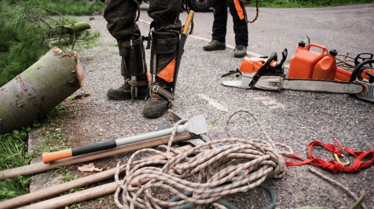 Elagage et Abattage (4)