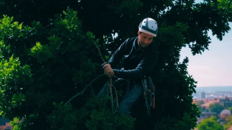 Élagueur professionnel en intervention sur un grand chêne