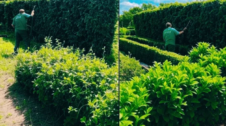 Avant/après d’une taille de haies par nos experts