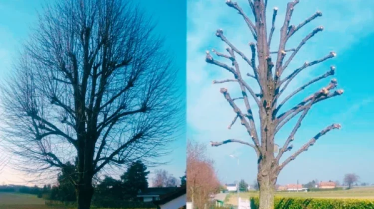 Avant / Après élagage d’un arbre à Poitiers - Résultat professionnel.