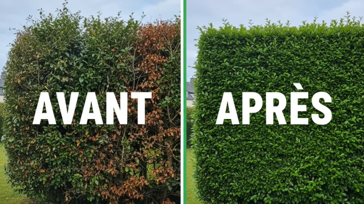 Taille de haies - Avant Après - Elagage Lorient